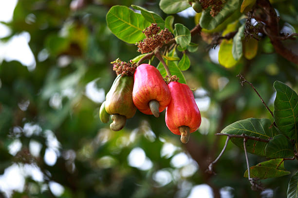 High-quality cashew seeds or seedlings