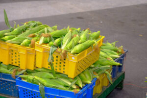 Whole green unripe corn in the basket