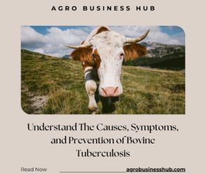 A Guide to Understand The Causes, Symptoms, and Prevention of Bovine Tuberculosis
