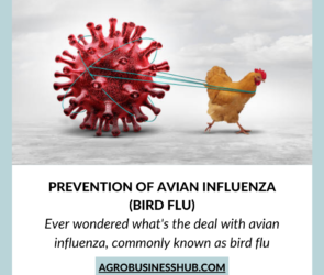 What Are The Causes, Symptoms, and Prevention of Avian Influenza (Bird Flu)?