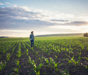 Sweet Corn Farming in USA