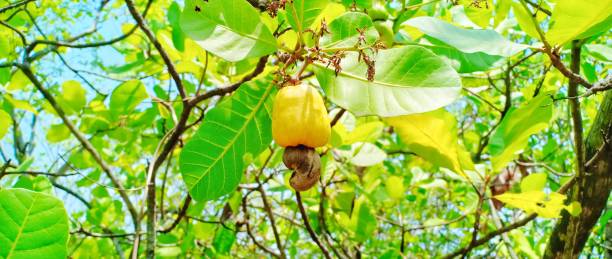 cashew orchards