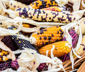 A Close up Cheerful and Colorful dried USA Corn