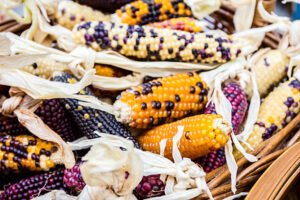 A Close up Cheerful and Colorful dried USA Corn