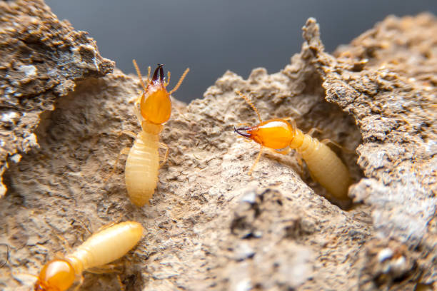 Arid Land Subterranean Termites (Heterotermes spp.)