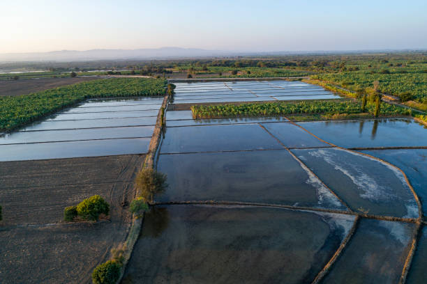 Basin irrigation, also known as flood irrigation,