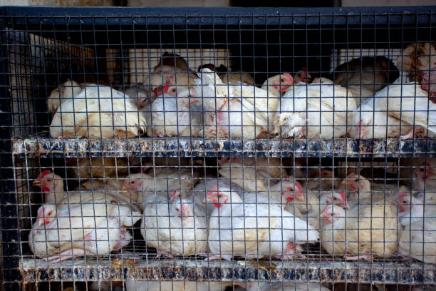 Battery Cages