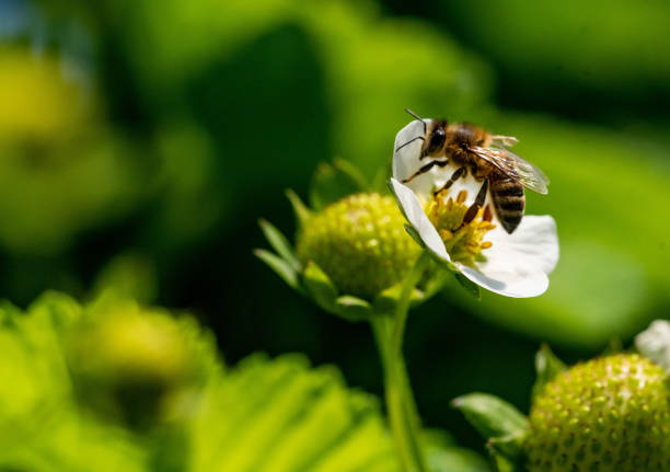 Bee on a strawberry flower during summer day