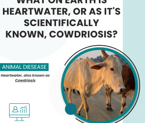 Heartwater, also known as Cowdriosis