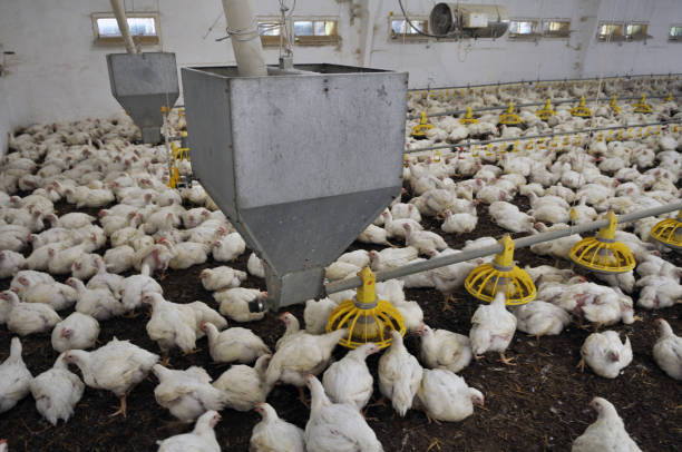Cage-Free Systems for chicken