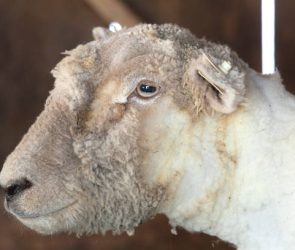 Causes, Symptoms, and Effective Treatments Of Sheep Scab