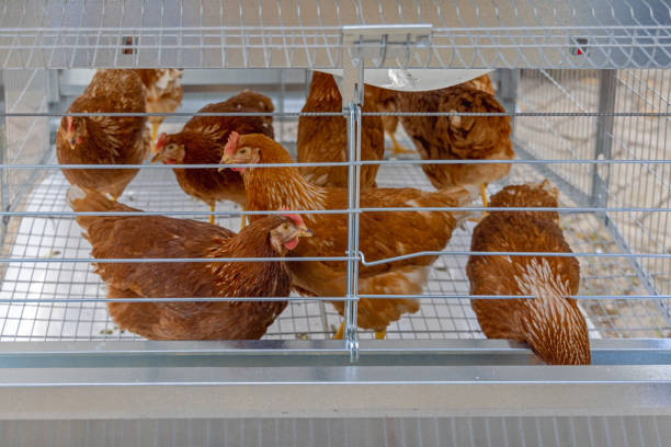 Colony Cages for chicken