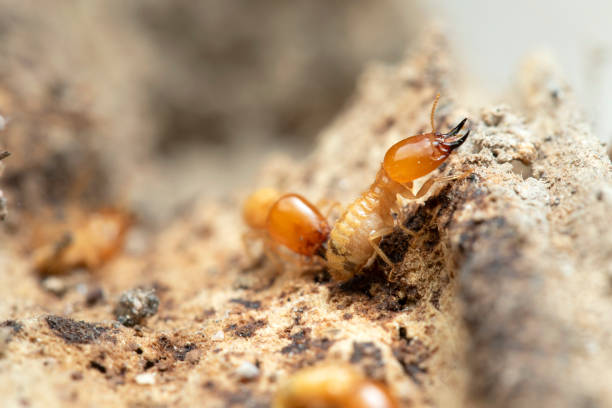 Conehead Termites (Nasutitermes corniger)