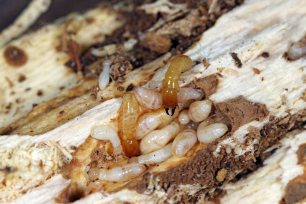 Dampwood Termites (Zootermopsis spp.)