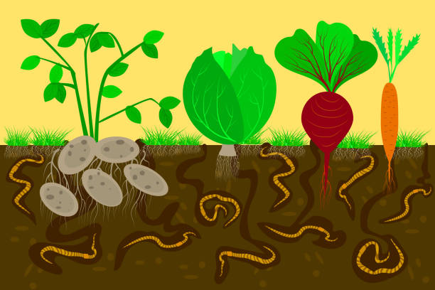 Earthworms and other soil organisms create channels and burrows