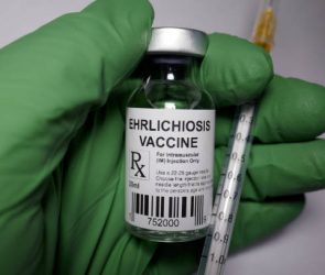 Ehrlichiosis bacterial disease vaccine under research.