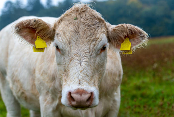Electronic ear tags are small devices attached to an animal's ear