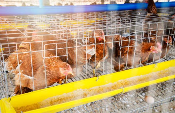 Enriched chicken Cages