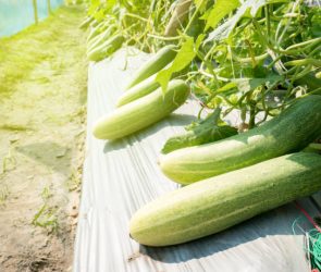 fresh cucumber growing in organic vegetable farm