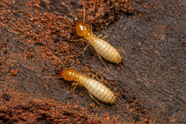 Formosan Termites (Coptotermes formosanus)