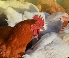 Fowl Cholera in Chickens