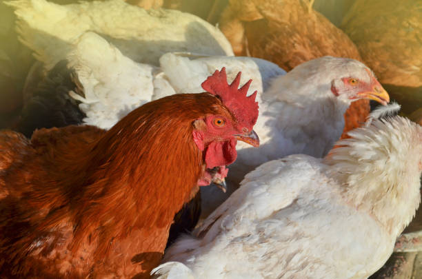 Fowl Cholera in Chickens