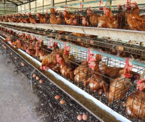 Free-Range Systems chicken Cages