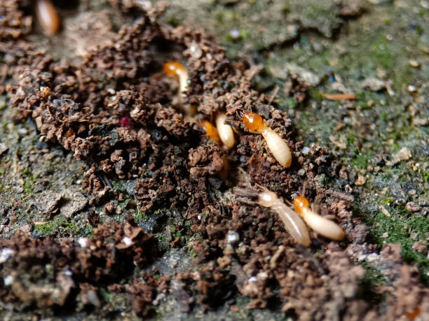 Close up photo of a group of termites on the ground