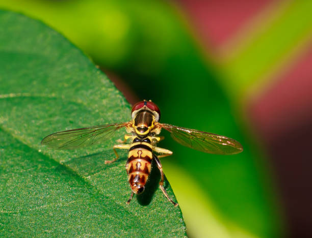 Hoverflies (Syrphid Flies)