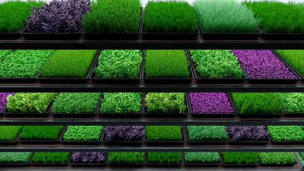Indoor vertical farm. Spice and seasoning. Parsley, dill, basil, onion, rosemary, mint, thyme. Hydroponic microgreens plant