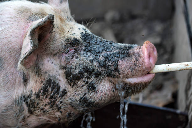 Infected pigs shed the virus through bodily fluids such as saliva, nasal secretions