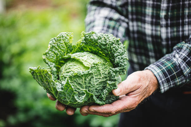 Kale is a nutritional powerhouse, and it's well suited for vertical farming