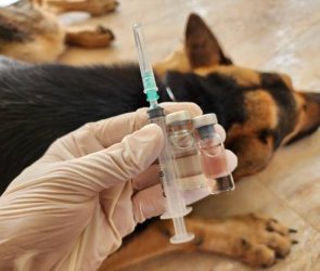 Leptospirosis Vaccination In Dog