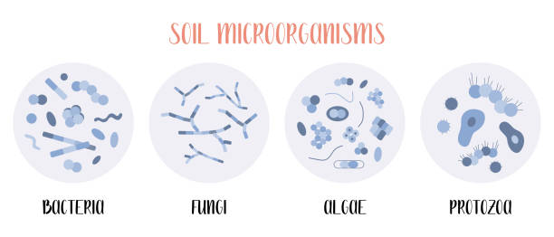 Microorganisms in the soil