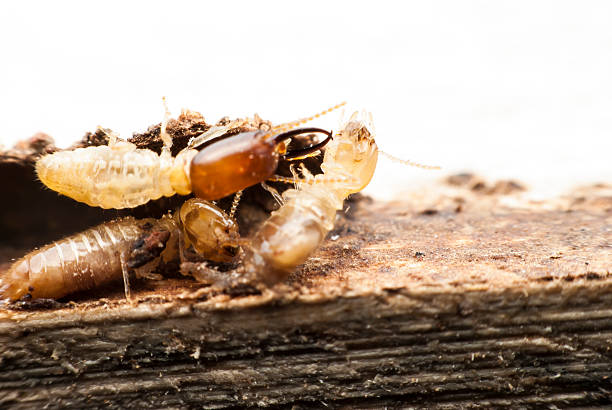 Nasutiform Termites (Nasutitermes spp.)