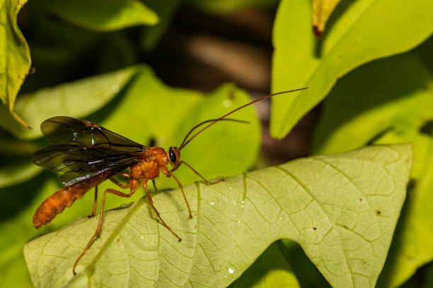 Parasitoid Wasps