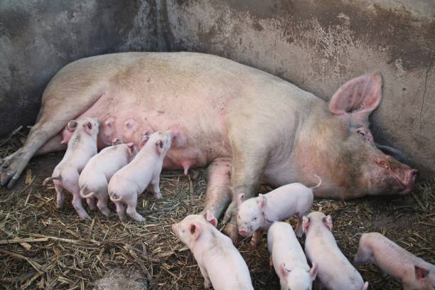 A mother pig feeding her piglets