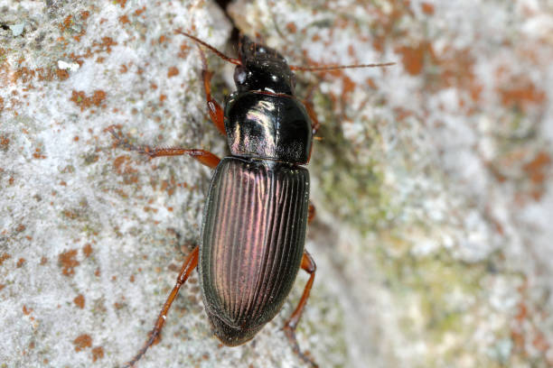 Predatory Beetles (Ground Beetles