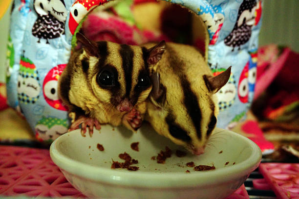 Two sugar gliders eating 
