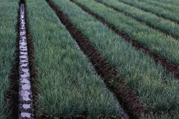 Proper drainage is a critical aspect of soil quality and health in modern agriculture