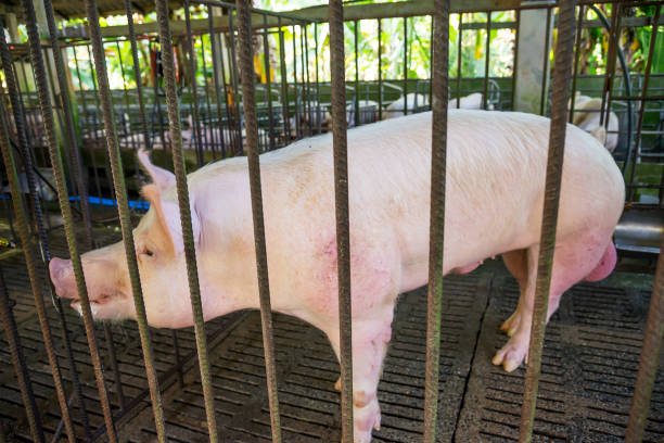 Quarantine New Pigs