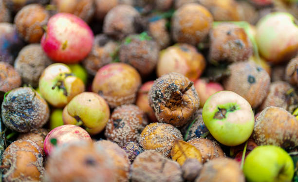 Close up view of bunch of rotten apples.