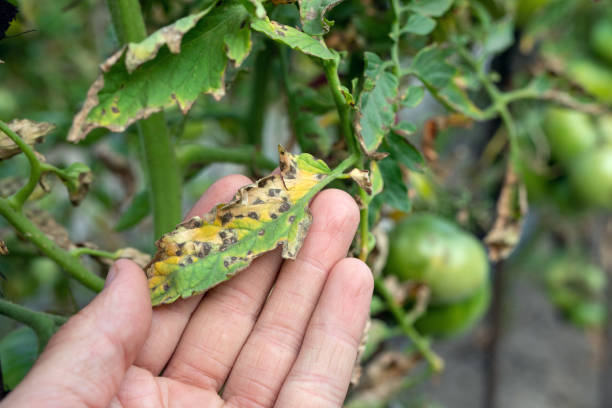 Septoria leaf spot on tomato. damaged by disease and pests of tomato leaves.