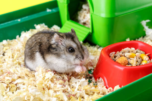 Serve Sugar Snap Peas to Your Hamster