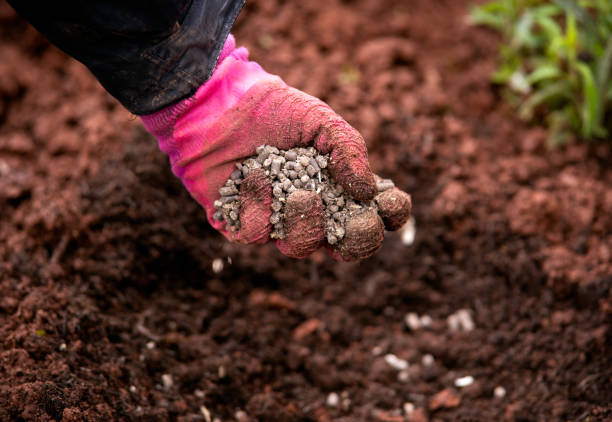Gardener adding chicken manure pellets to soil ground for planting in garden.