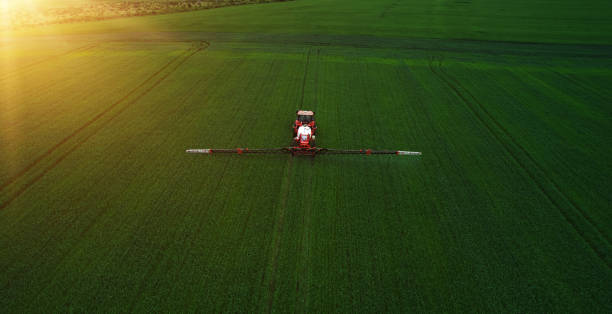 Tractor spraying pesticides on wheat field with sprayer in spring.