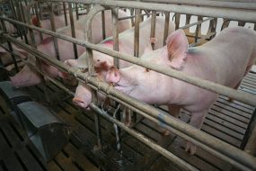 Symptoms of Porcine Reproductive and Respiratory Syndrome