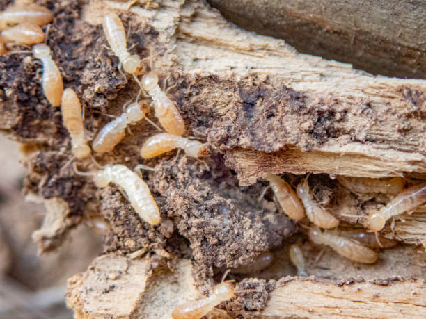 Tree-Dwelling Termites (Microcerotermes spp.)