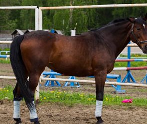 Understanding Vesicular Stomatitis in Horses The Causes, Symptoms, and Treatment