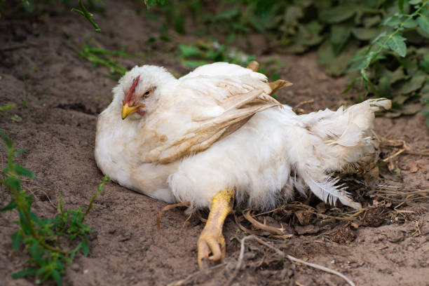 Why Do Chickens Lay on Their Sides?